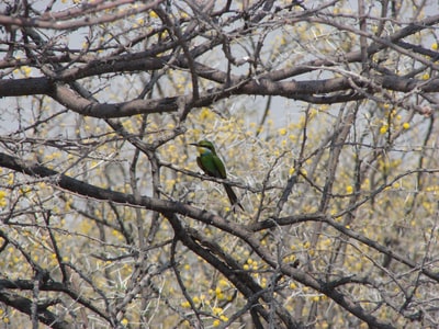 树上的绿色和灰色蜂鸟